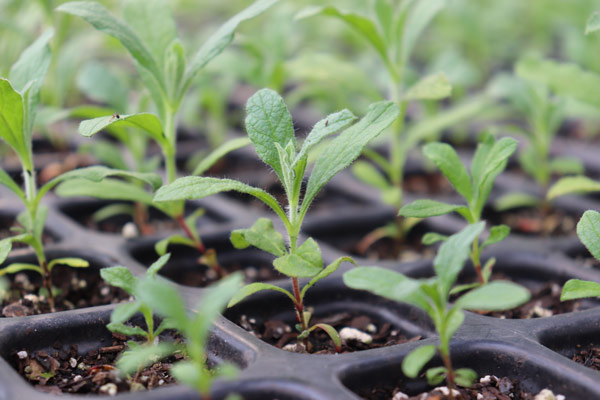 seedlings growing