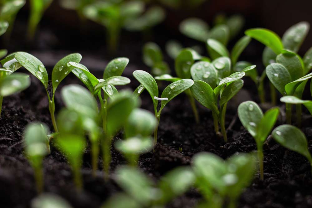 sustainability
