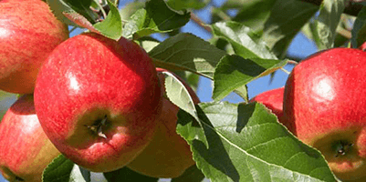 Aston Manor Case Study Image